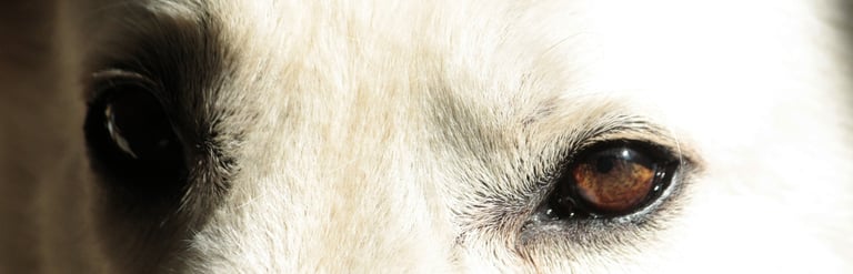 Berger Blanc Suisse de la Comète Blanche White Swiss Shepherd