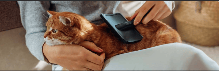Conseils pour prendre soin de vos animaux de compagnie
