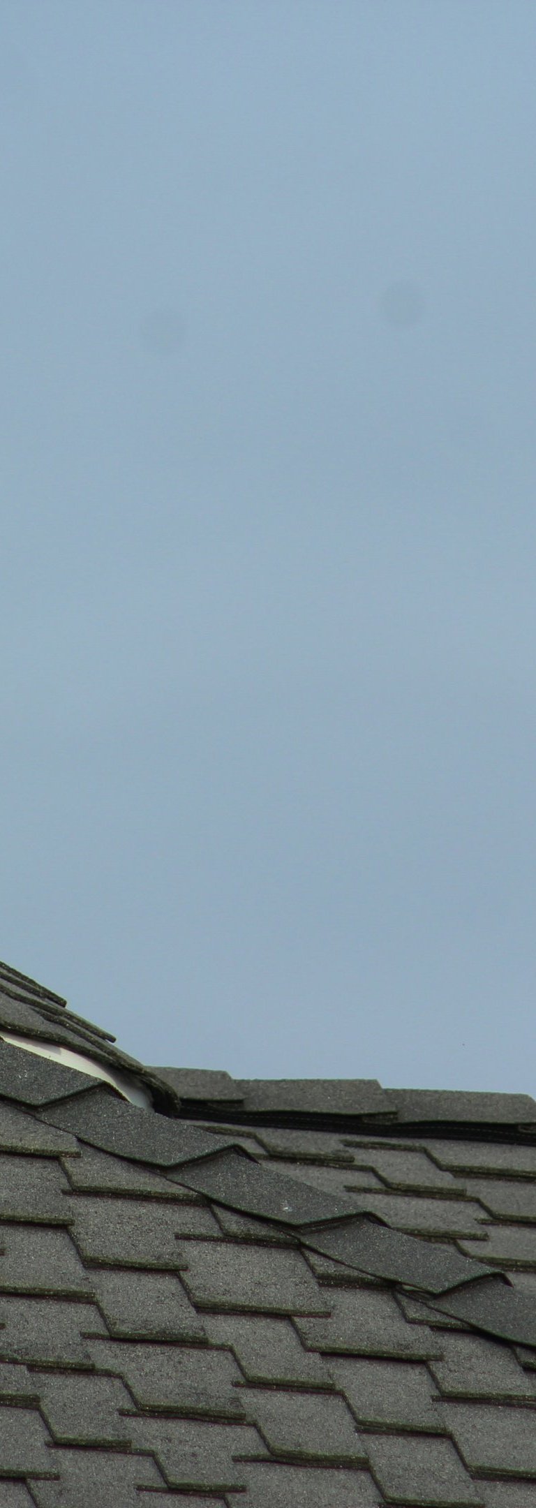 A white and grey seagull perched on the peak of a dark shingled roof against a blue sky.
