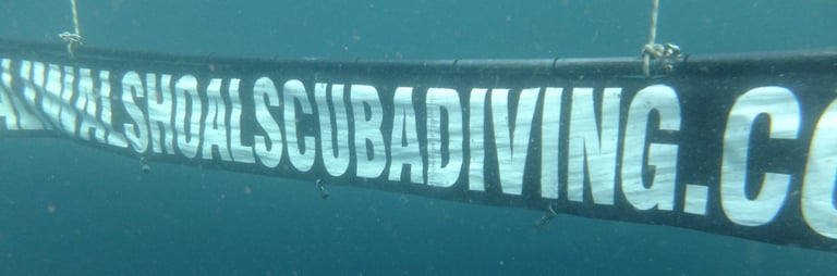Oceanic black tip shark dive, Aliwal Shoal, Umkomaas, South Africa