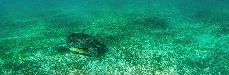 a group of people swimming in the ocean