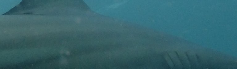 Oceanic black tips on a baited shark dive, Aliwal Shoal, Umkomaas, South Africa