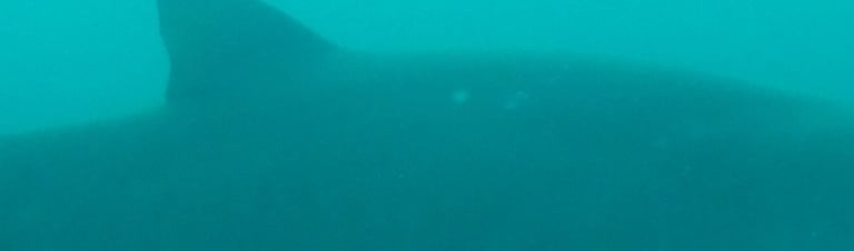 ragged tooth shark, aliwal shoal, umkomaas, South Africa