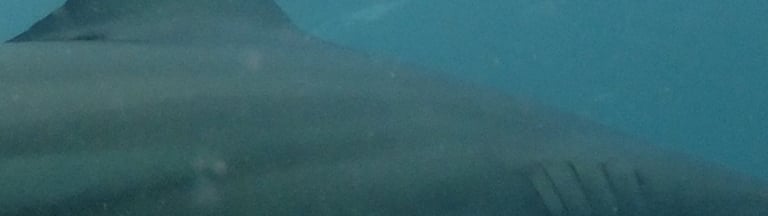 Oceanic black tips on a baited shark dive, Aliwal Shoal, Umkomaas, South Africa