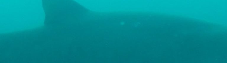 ragged tooth shark, aliwal shoal, umkomaas, South Africa