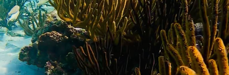 a fish swimming in the ocean with a fish