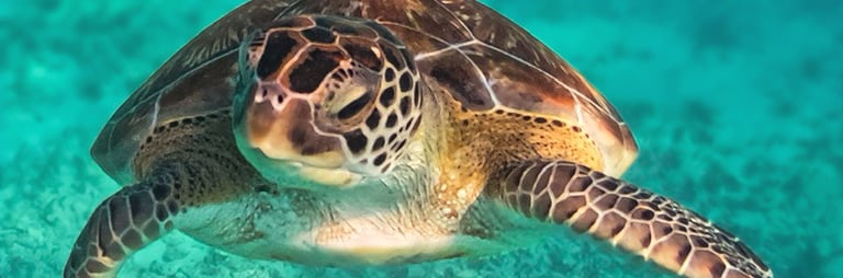 a turtle turtle turtle turtle turtle turtle turtle turtle turtle turtle turtle turtle turtle turtle turtle