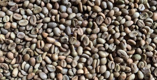 Robusta green bean grade 2