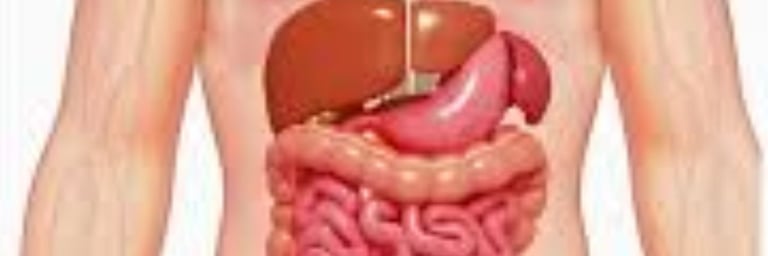 Fasting allowing your digestive system regular intervals of rest, you enable the gut to recuperate