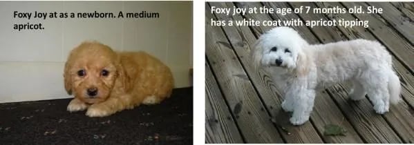 maltipoo-color-change