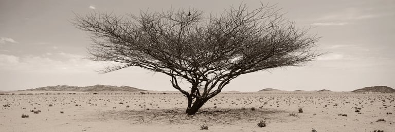 Panoramic black-and-white photograph of a solitary acacia tree in Namibia’s desert, its branches spread wide against distant 