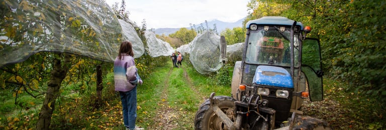 Verger bio de La Ferme du Coteau à Tournon en Savoie avec rangées de pommiers en plein air