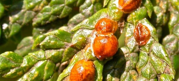 Eliminate scale insects with expert treatment for healthy cedar hedges.