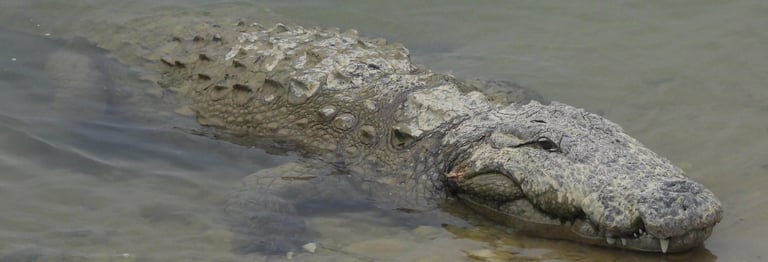 crocodile in Bardiya National Park