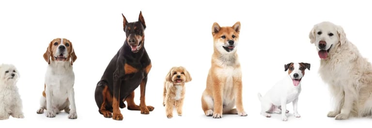 eine Reihe von Unterschiedlichen Hunden