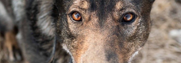 Des yeux de chien