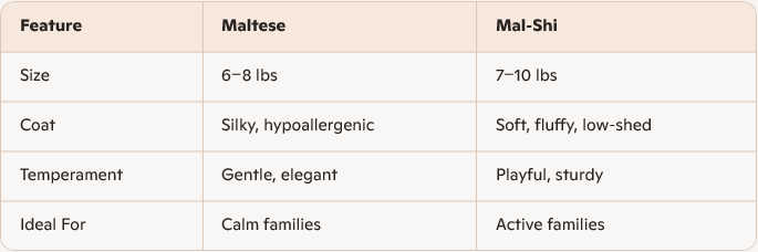 Maltese Mal-Shi Breed Comparison chart.