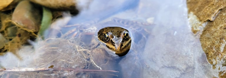 Blue Otter LLC strives design and produce projects support water quality and ecosystems.