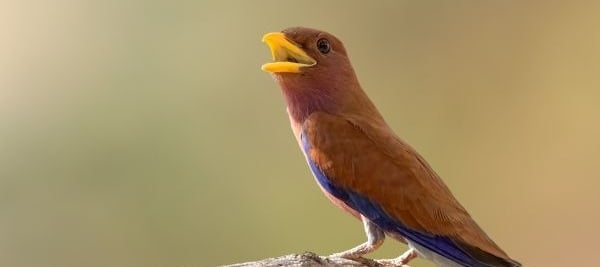 Breedbek zittend op een dikke tak met een opvallend brede, gele snavel die openstaat.