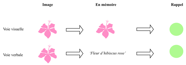 shéma du fonctionnement de la mémoire de travail visuelle et verbale