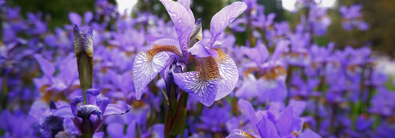 Blooming iris signifying faith, hope, wisdom and valor.