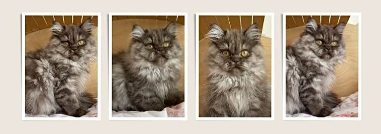 a cat with a cat sitting on a bed