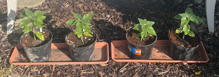a row of four sunflower plants in pots