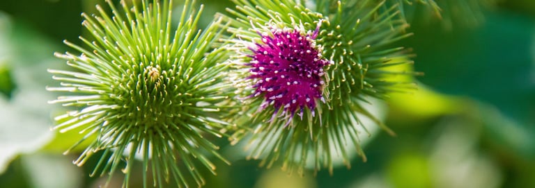 Burdock Root