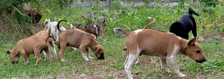 street dogs, anjing liar, homeless dogs, feral dogs, feral cats, homeless cats, sterilise dogs, 