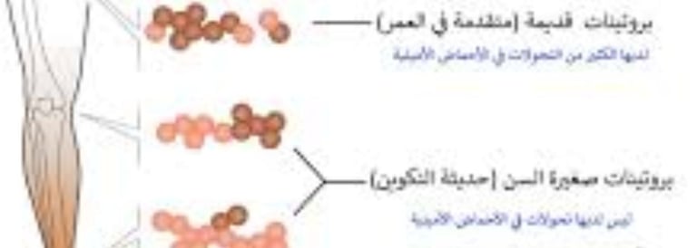 حديثة التكوين بروتينات