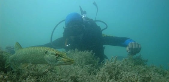 a person in a scuba suit is holding a fish