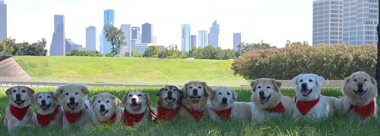 11 dogs in Houston Downtown Skyline park, off-leash down stay command, trained by Double Dog Dare