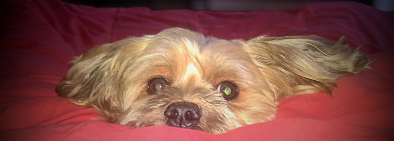 Comportementaliste canin à Péronne