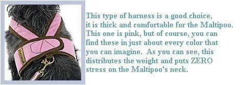 maltipoo harness
