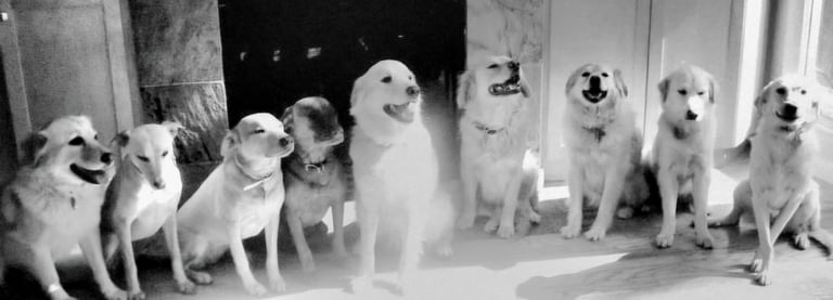 9 dogs in a living room Sit Stay off-leash