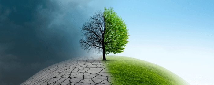 Burn-Out retrouve sa nature et couleurs avec Hypnose EMDR PNL Energetique-arbre