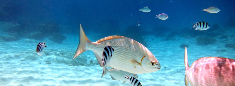 Tropical fish swimming over a sandy ocean floor in clear blue underwater sea.