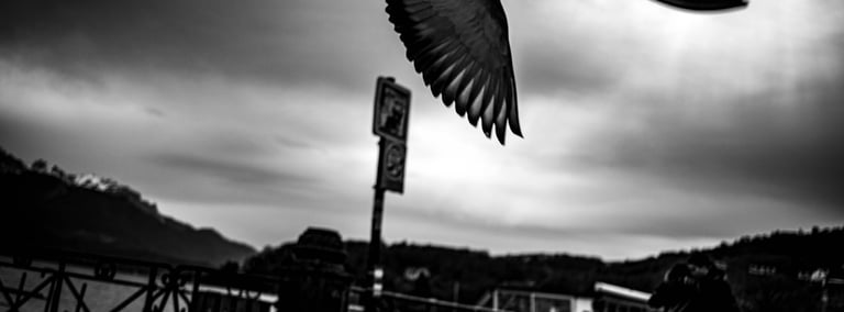 a bird flying over a fence with a bird in the background
