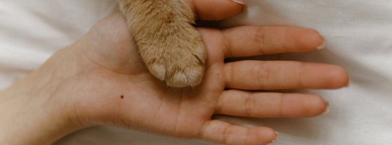 a person holding a cat's paw paw