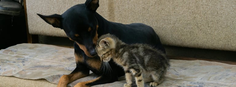Un chien et un chat lors d'une garde à domicile