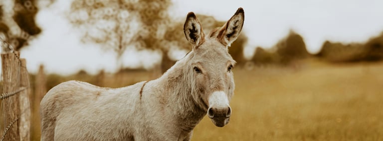 Un âne lors d'une garde à domicile