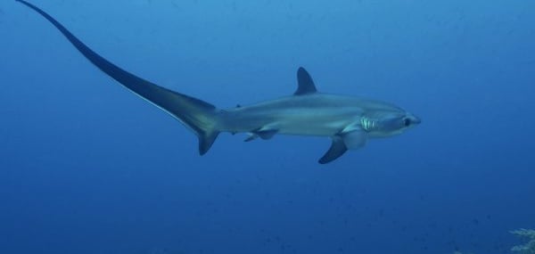 requin renard de profil en pleine mer