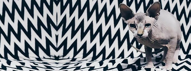 Origem da Raça Sphynx