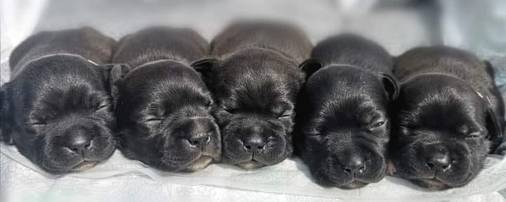 cuccioli grecalestaffs allevamento pedigree enci