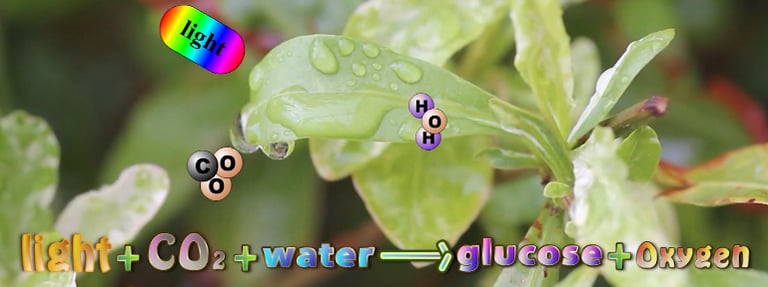 The equation for photosynthesis