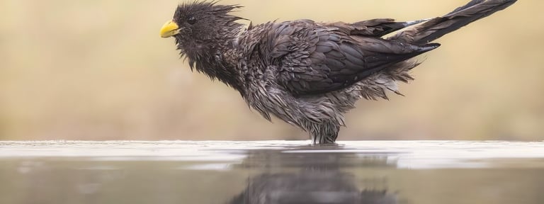 Plantain-eater | Birding Adventures Gambia