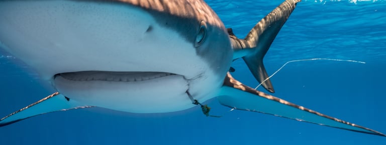 requin nathlasselin de face avec un hameçon dans la bouche