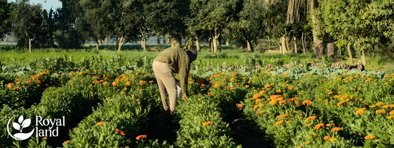 Calendula, Authentic Field Photos – Directly from Our Farms