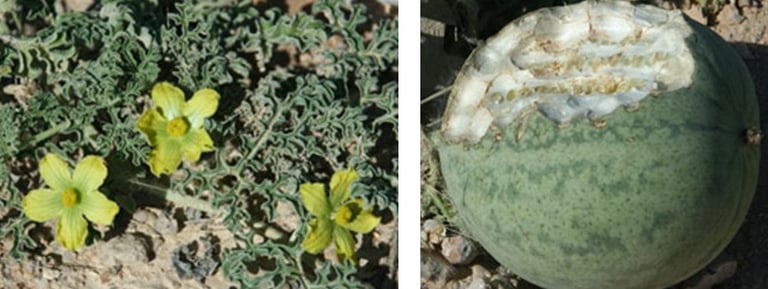 A citrullus lanatus (watermelon). Retrieved from Plantz Africa