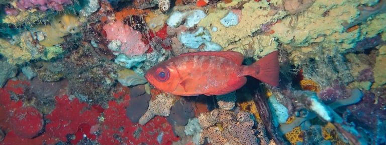 Named for its oversized eye, the glasseye snapper displays a reddish coat with silver markings